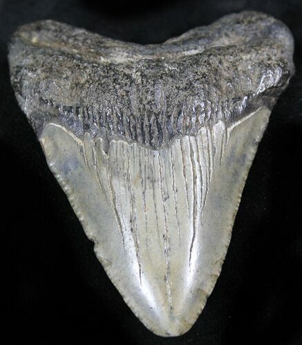 Bargain Juvenile Megalodon Tooth - South Carolina #28004